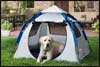 Abo The Dog Haus