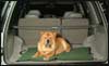 Abo The Dog Hog