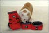 Abo Dog Tucker Traveler