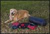 Abo Man's Best Friend