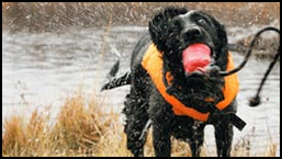 Ruffwear
