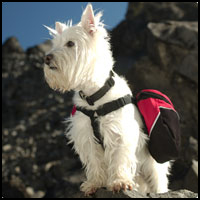 Ruffwear Approach Pack Ii