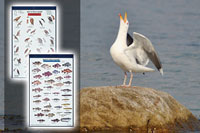 Mac’s Field Guides