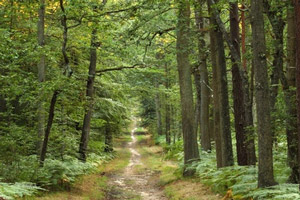Camouflage Concealment Clothing