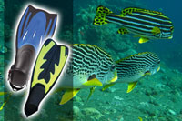 Dive Fins