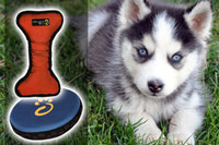 Pet Toys
