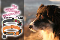 Dog Leashes & Collars