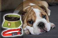 18. Gifts for Pets