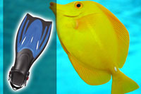 Snorkel Fins