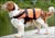 Pet Buoyancy Aids