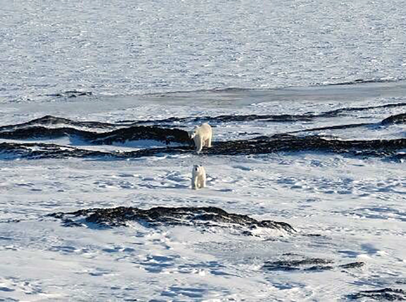 Face to Face with a Polar Bear