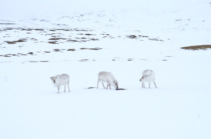 Curious Svalbard reindeer