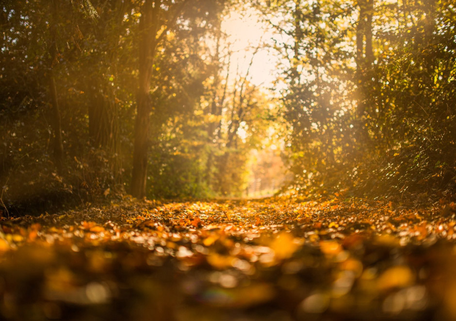 Autumn Adventure!