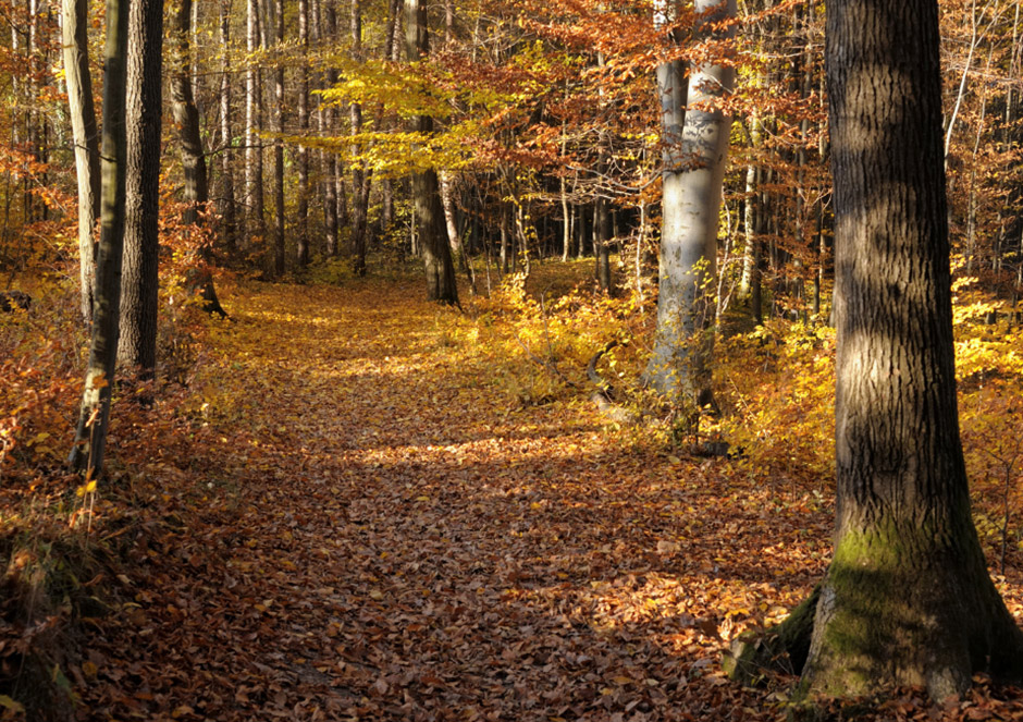 Autumn is here and the British countryside is alive!