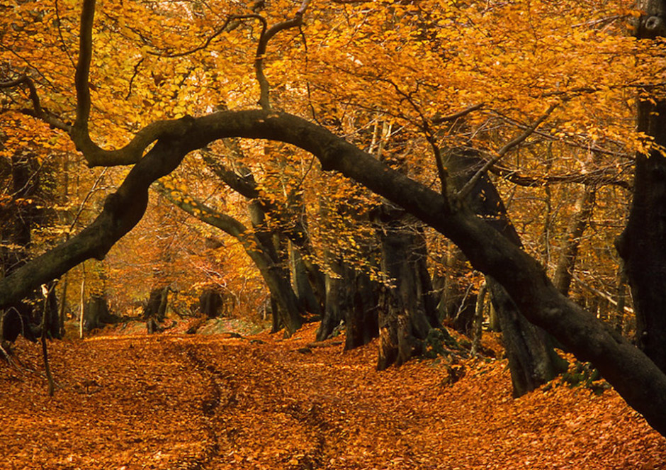 Ashridge Estate, Hertfordshire