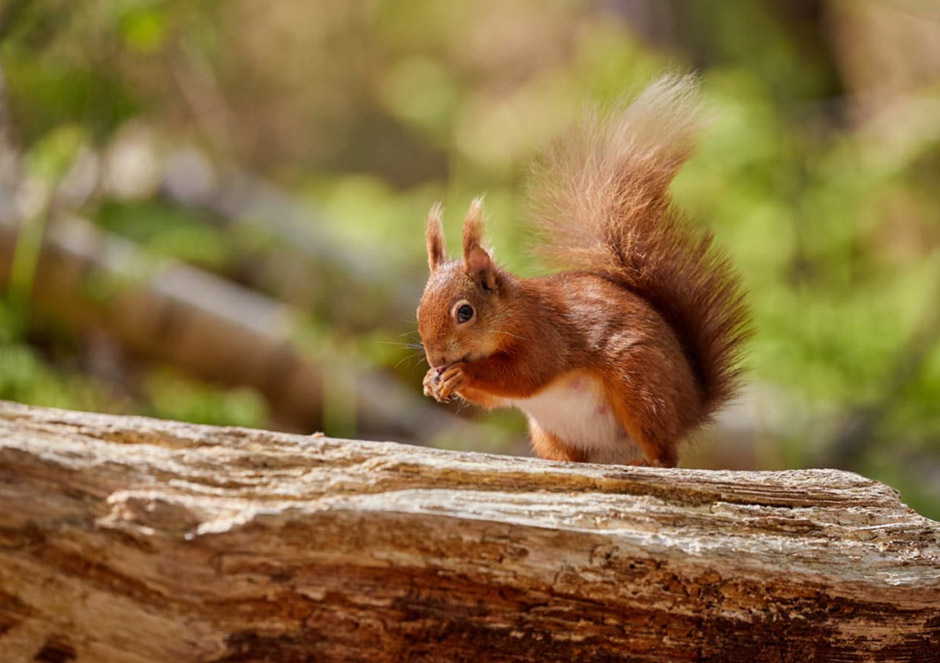 Brownsea Island, Dorset