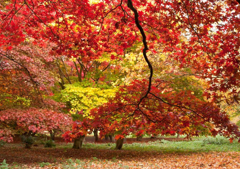 Winkworth Arboretum, Surrey