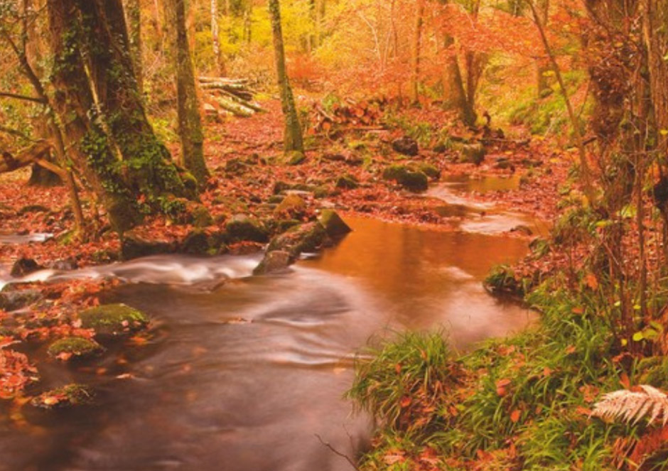 Teign Gorge, Devon