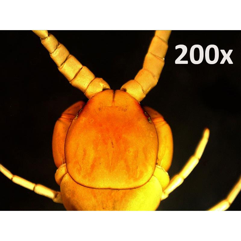 Celestron 5MP Handheld Digital Microscope Pro-3