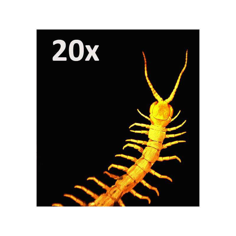 Celestron 5MP Handheld Digital Microscope Pro-4