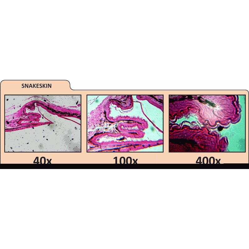Celestron LCD Digital Microscope II-4