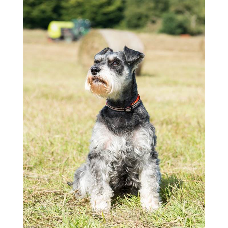 Long Paws Comfort X-Small Dog Collar-5