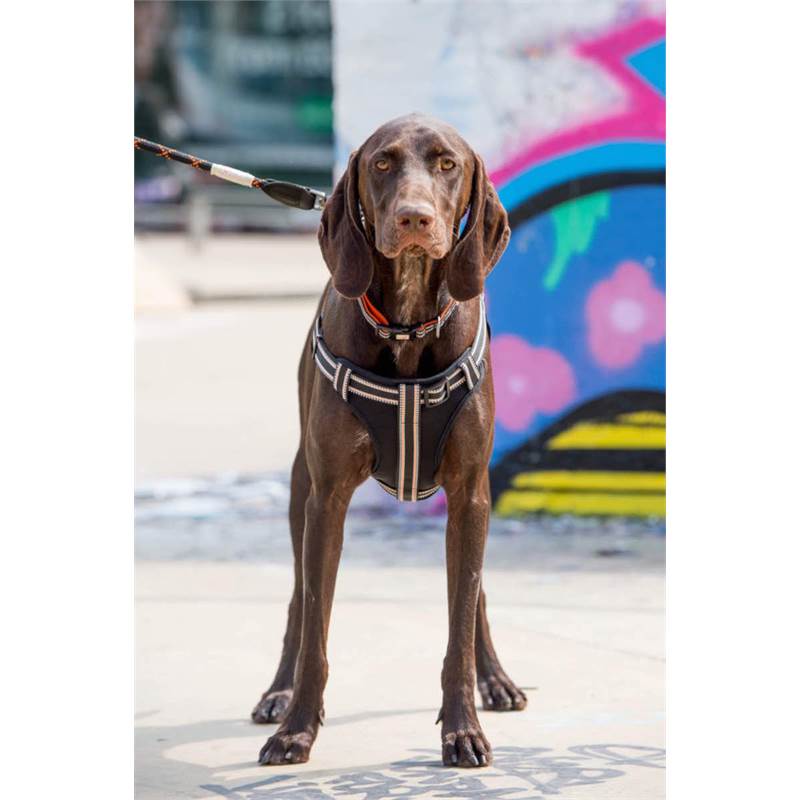 Long Paws Comfort X-Small Dog Harness-4