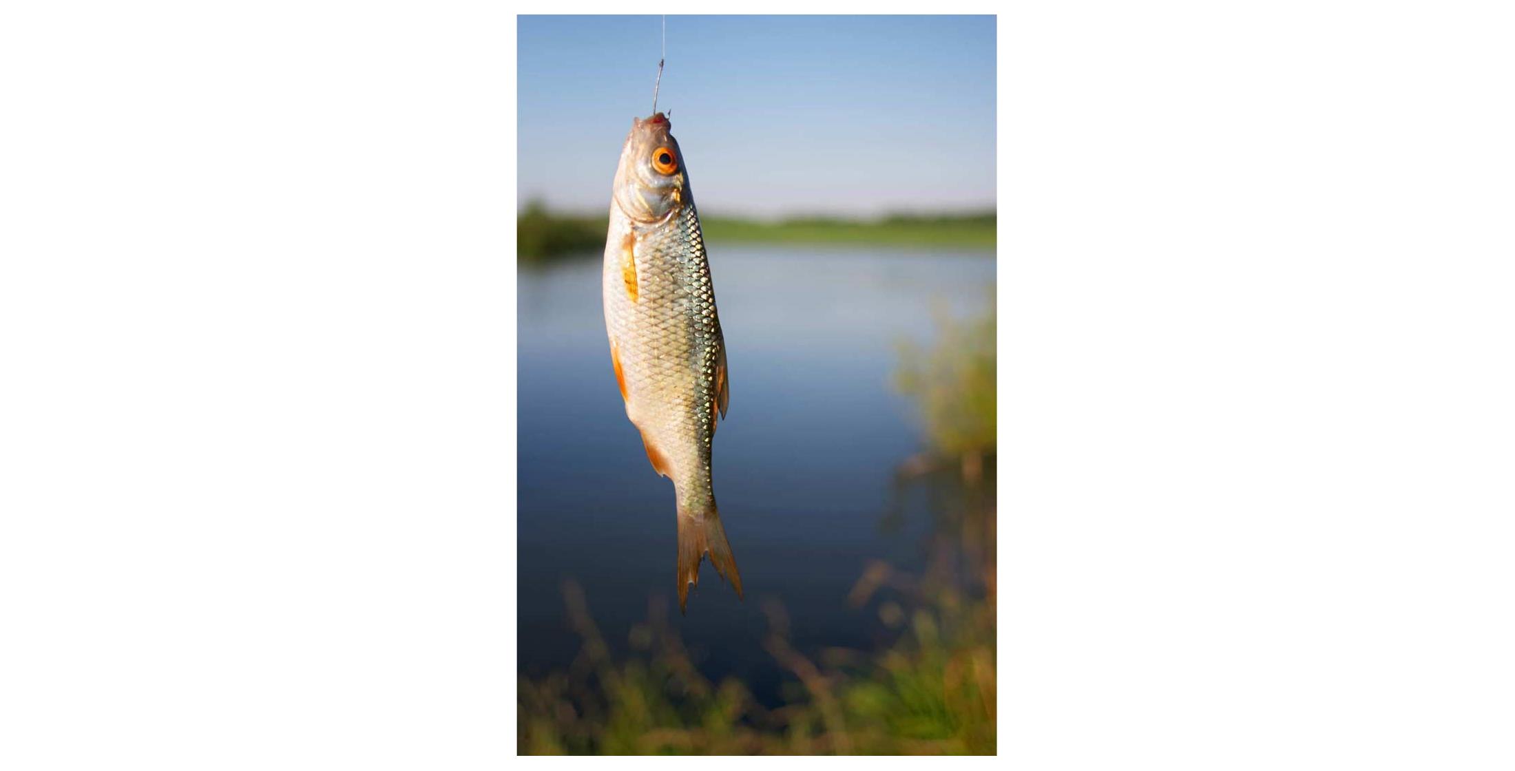 Poachers Pocket Fishing Rod