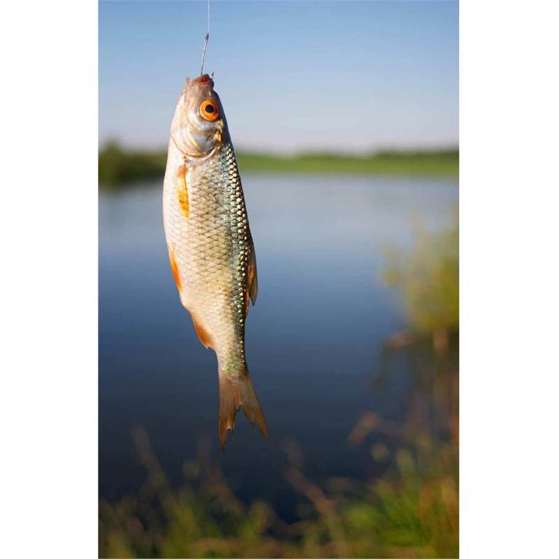 Poachers Pocket Fishing Rod-4