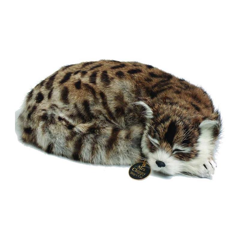 Mrs Chippy - Intrepid Ships Cat-3