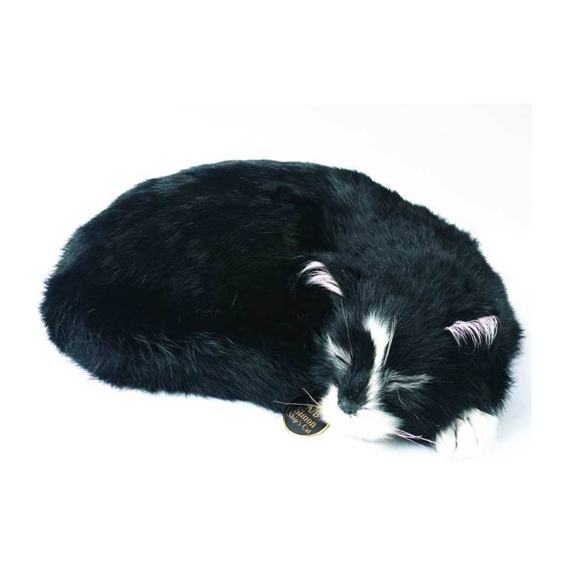 Able Seaman Simon Ships Cat-1