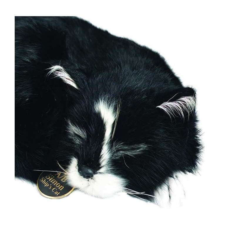 Able Seaman Simon Ships Cat-3