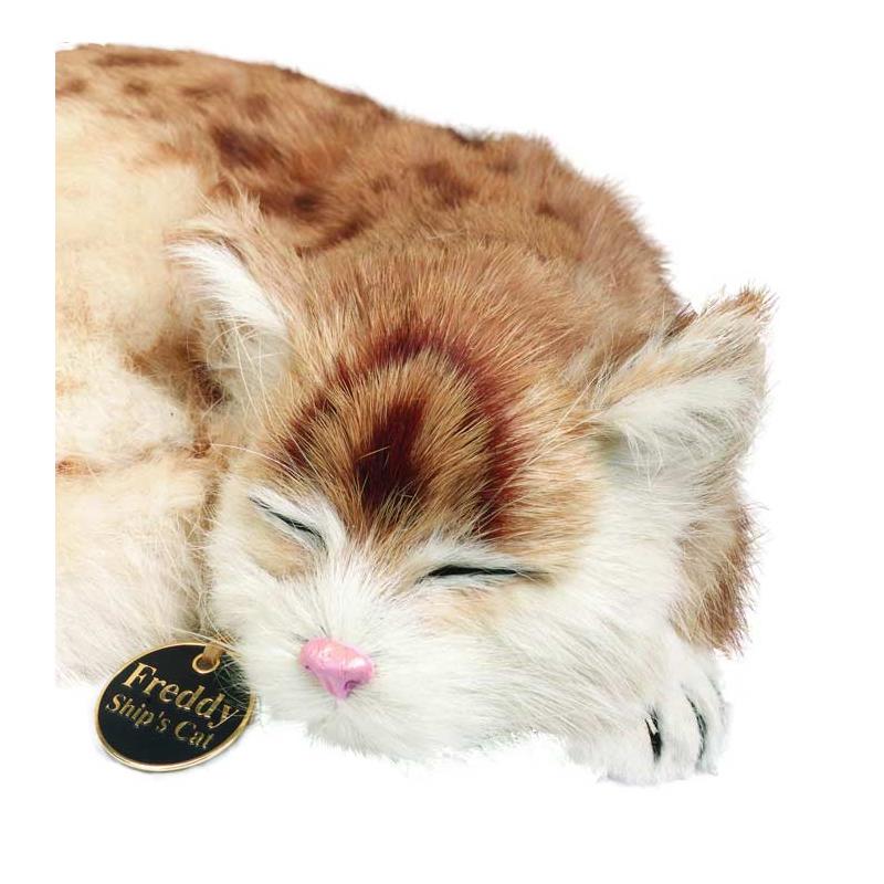 Freddy Ships Cat Model-3