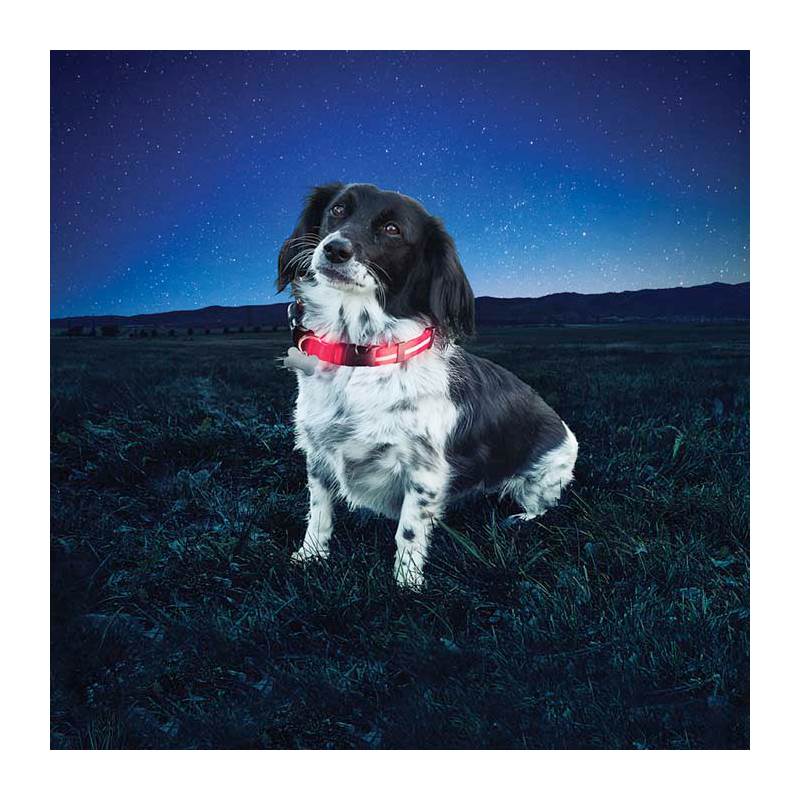 Nite Ize Nite Dawg LED Collar-4