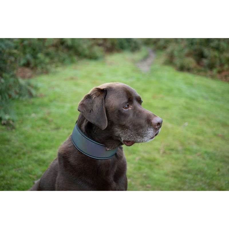 Rukka Pets Luminous Soft Dog Collar-2