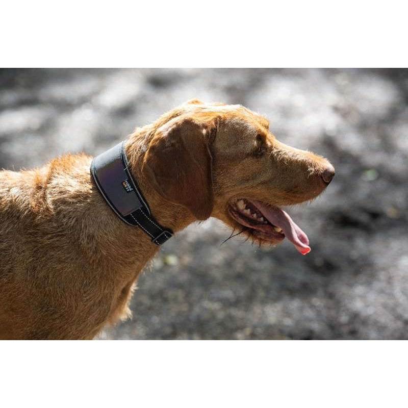 Rukka Pets Luminous Soft Dog Collar-3