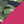 Colour : Cactus Camo/Pink Potion