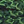 Colour : Field Green Cube
