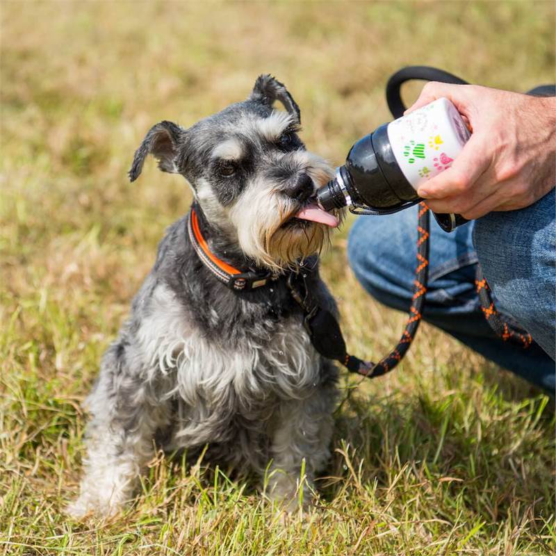 Long Paws Stainless Steel Lick and Flow 250ml Pet Water Bottle-4