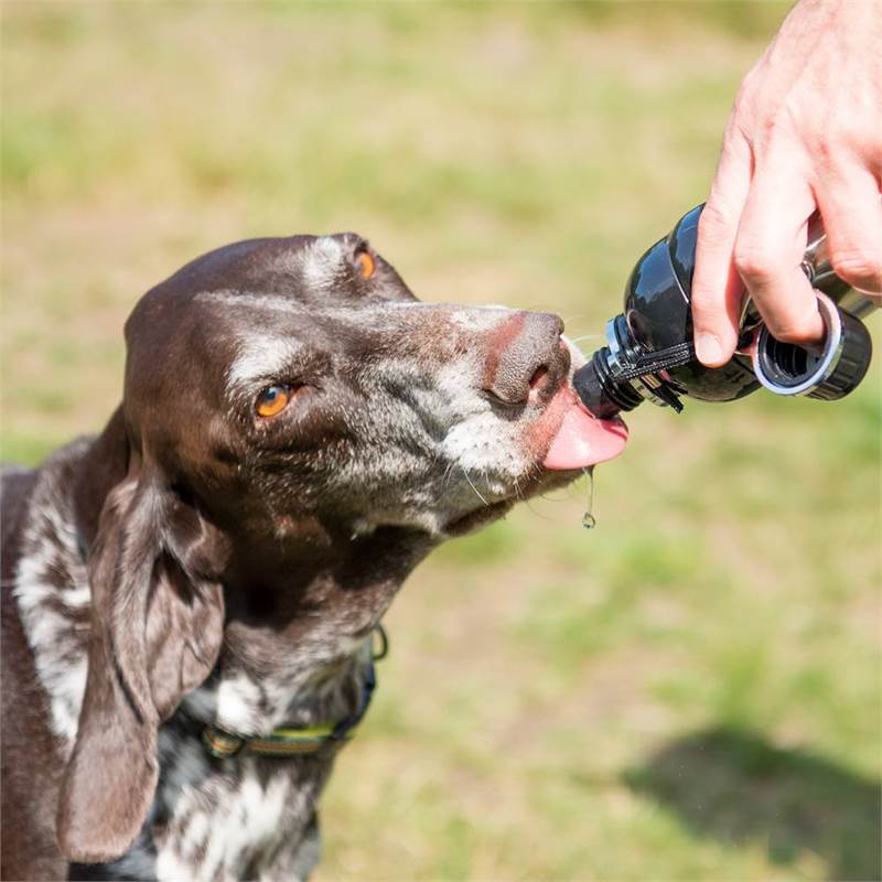 Long Paws Stainless Steel Lick and Flow 500ml Pet Water Bottle-2