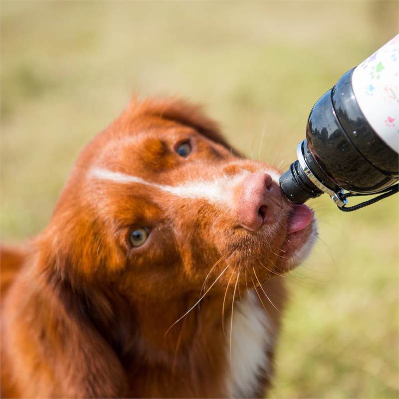 Long Paws Stainless Steel Lick and Flow 500ml Pet Water Bottle-5