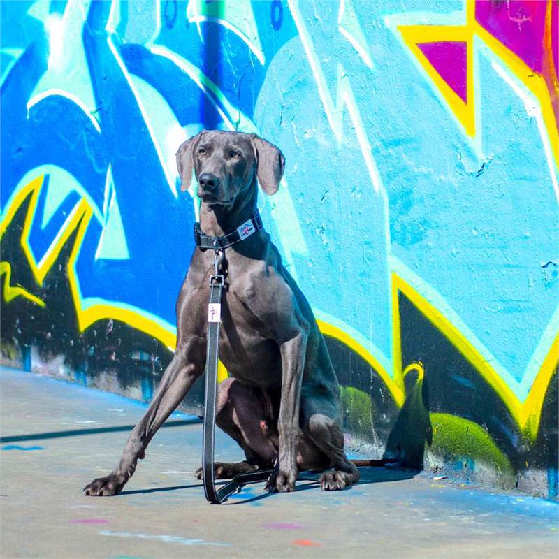 Long Paws Urban Trek Large Dog Leash-5