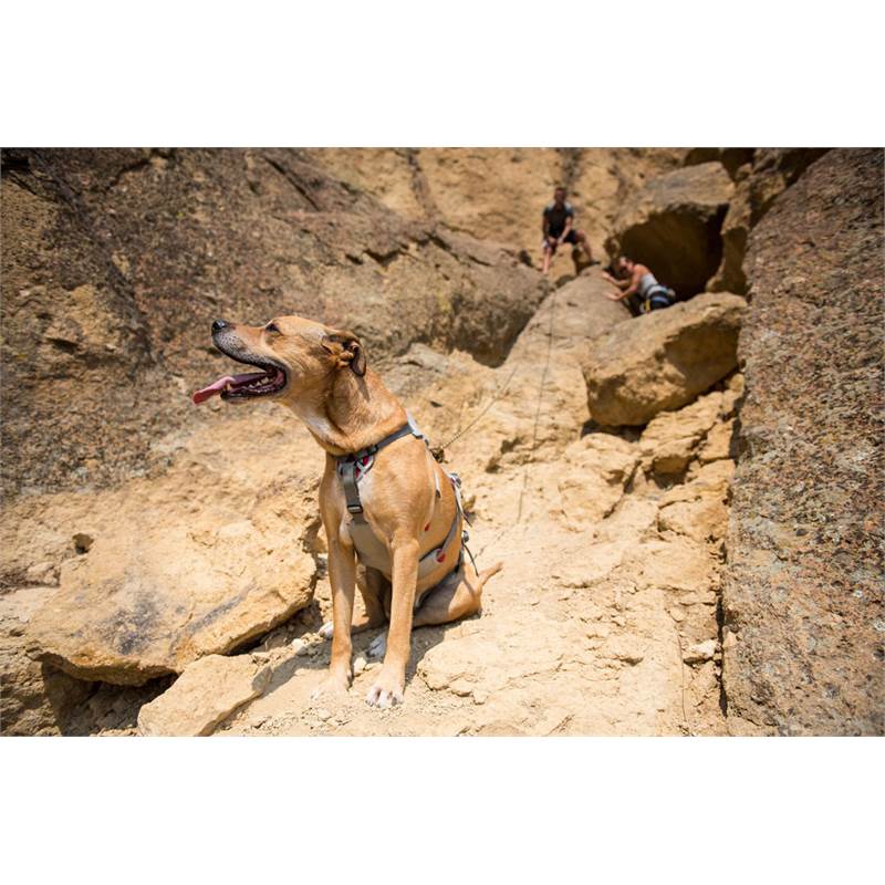 Ruffwear Doubleback Dog Harness-5