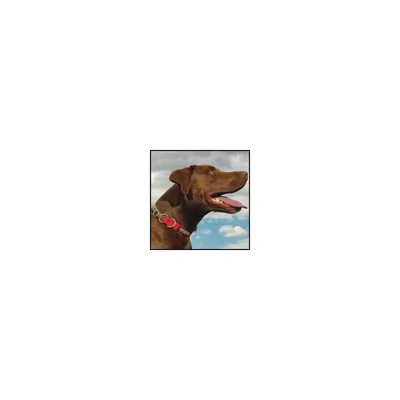 Ruffwear Chain Reaction Collar-3