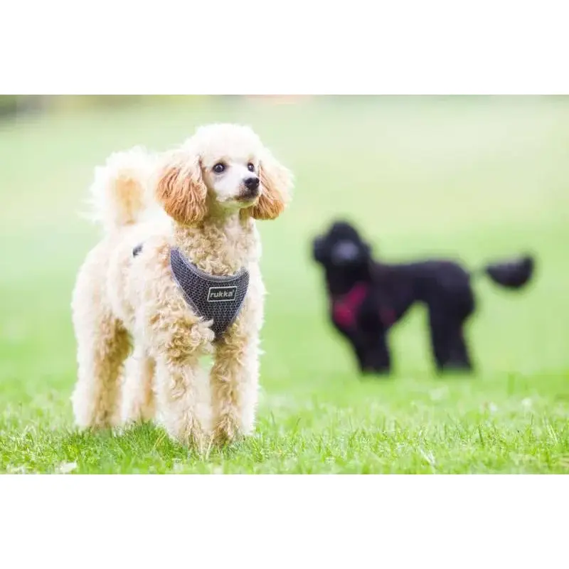 Rukka Pets Comfort Air Dog Harness-2