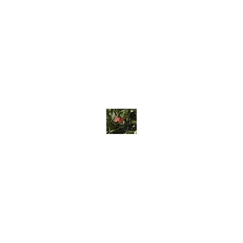 Solar Powered Flying Butterfly Twin Pack-2